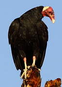 Turkey Vulture