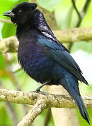 Shiny Cowbird