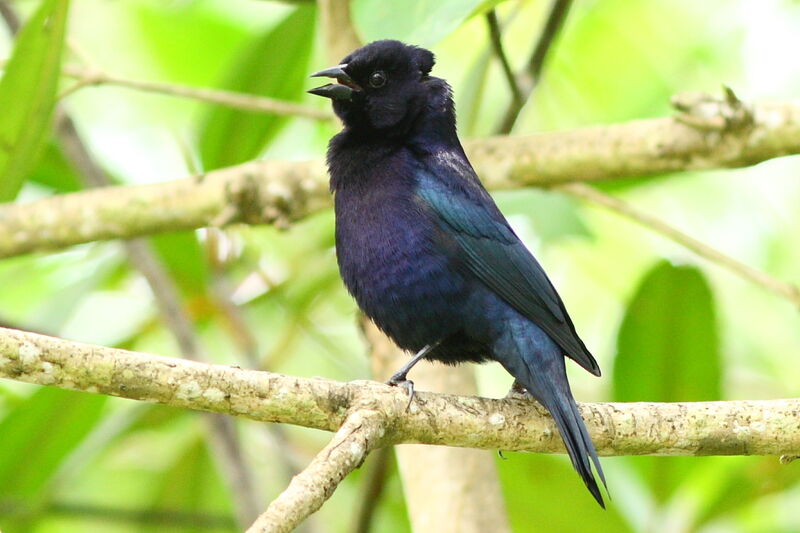 Shiny Cowbird male adult, song