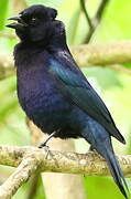 Shiny Cowbird