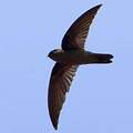 Palau Swiftlet