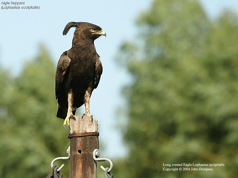 Long-crested Eagle