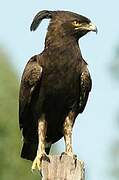 Long-crested Eagle