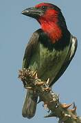 Black-collared Barbet