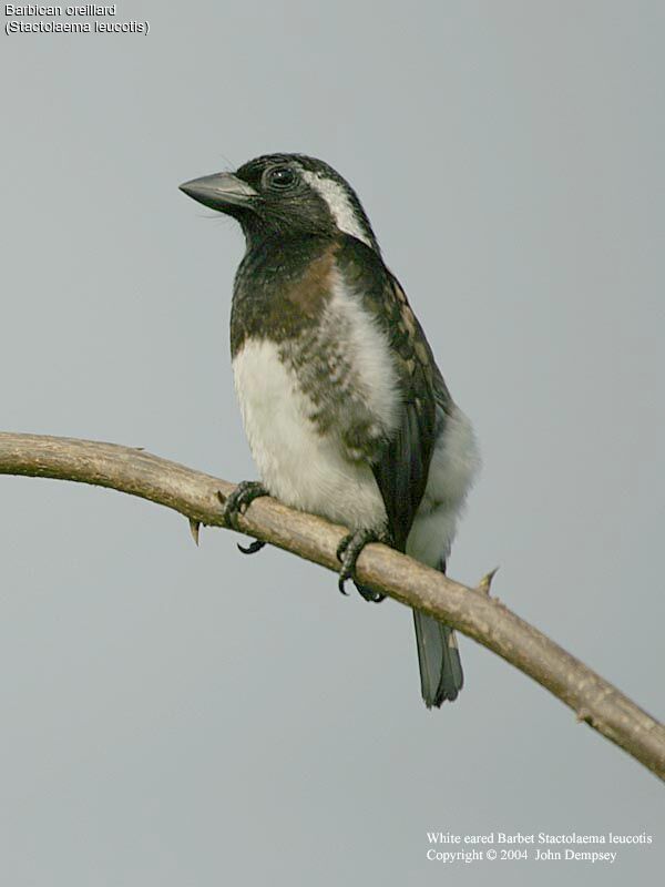 White-eared Barbet