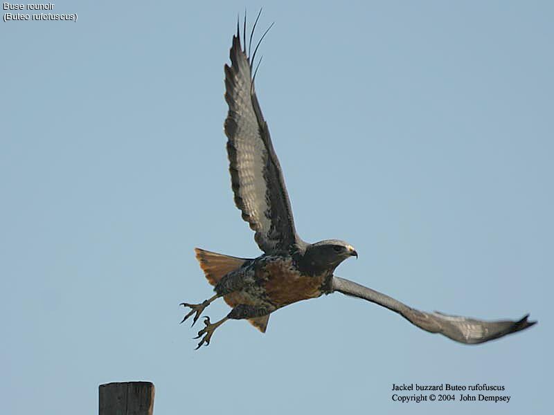 Jackal Buzzard