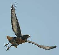 Jackal Buzzard