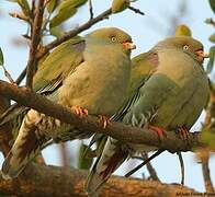 African Green Pigeon