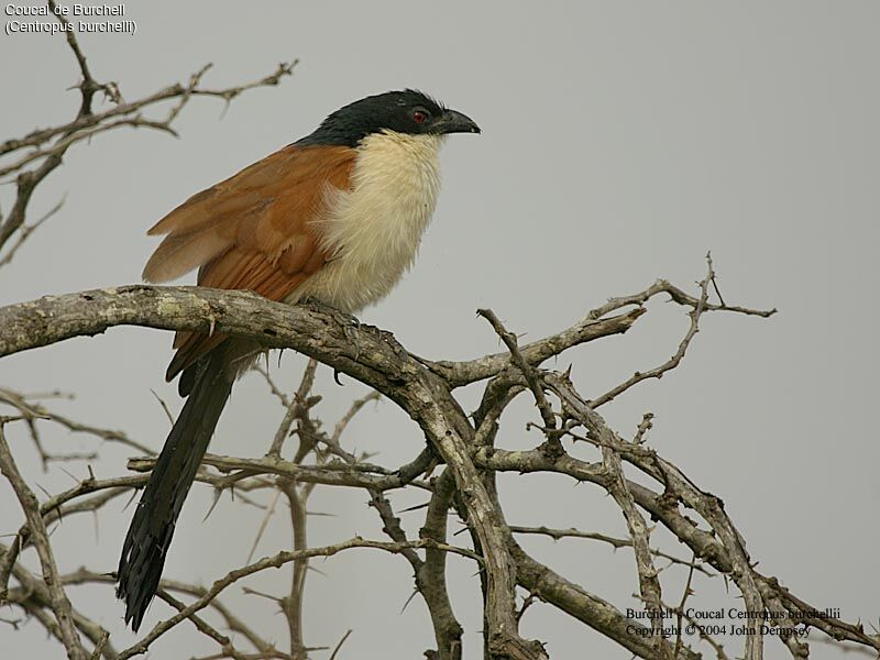 Burchell's Coucal