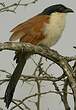 Coucal de Burchell