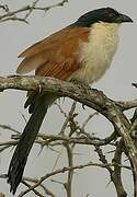 Burchell's Coucal