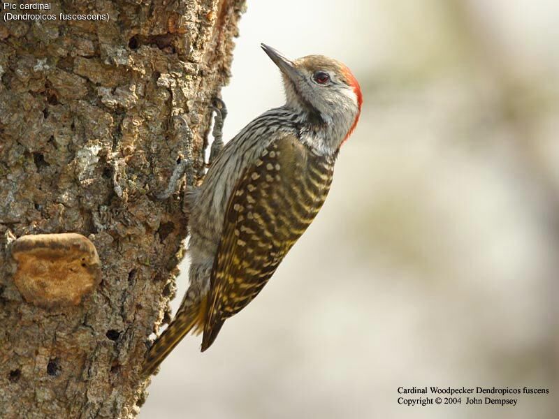 Cardinal Woodpecker