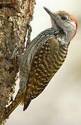 Cardinal Woodpecker