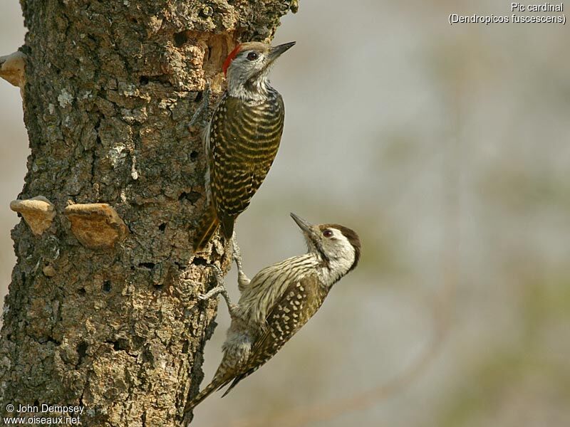 Cardinal Woodpecker