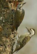 Cardinal Woodpecker