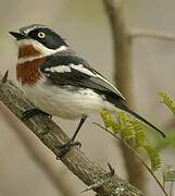 Chinspot Batis