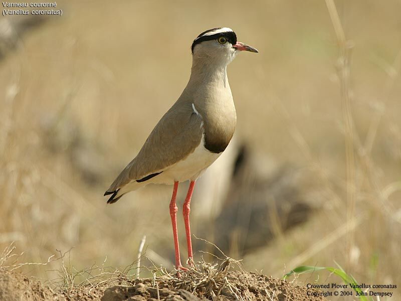 Crowned Lapwing