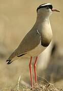 Crowned Lapwing