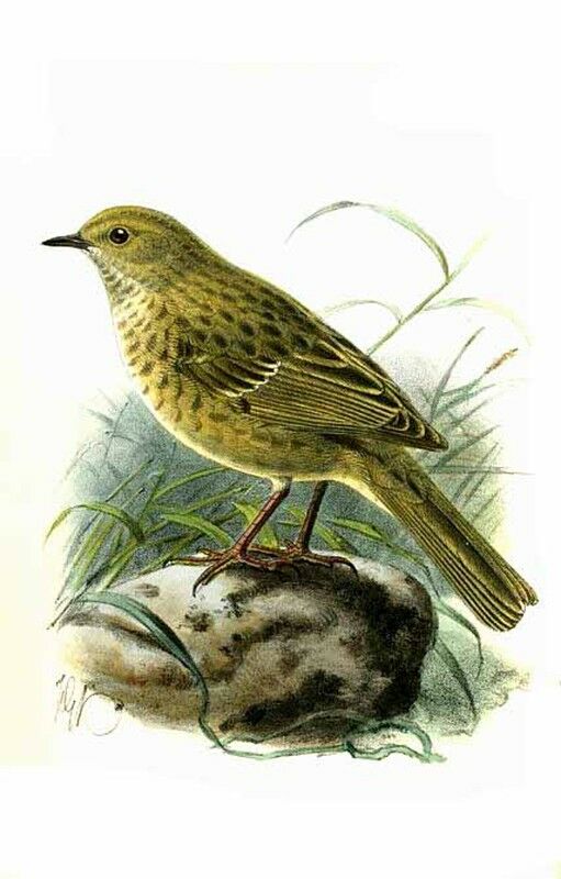 Kozlov's Accentor