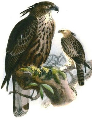 Changeable Hawk Eagle Nisaetus Cirrhatus