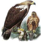 Spanish Imperial Eagle