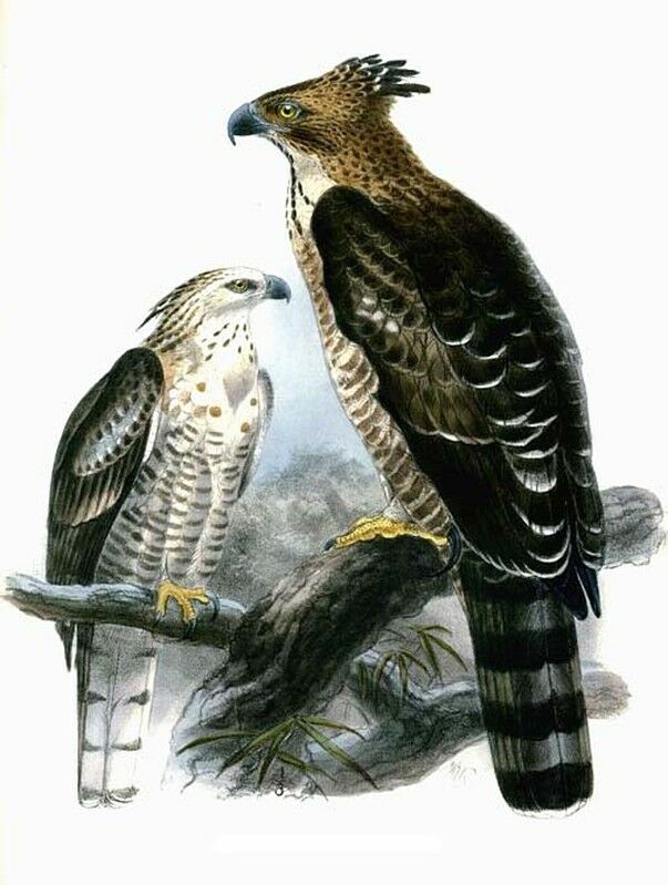 Mountain Hawk-Eagle