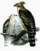 Mountain Hawk-Eagle
