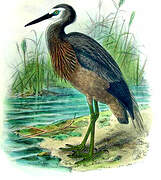 White-faced Heron