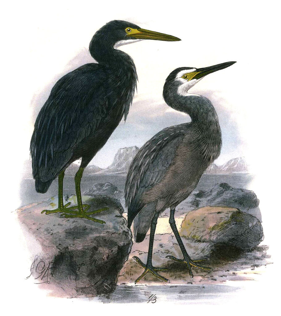 White-faced Heron