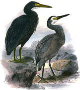 White-faced Heron