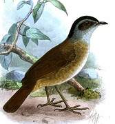 Blackcap Illadopsis