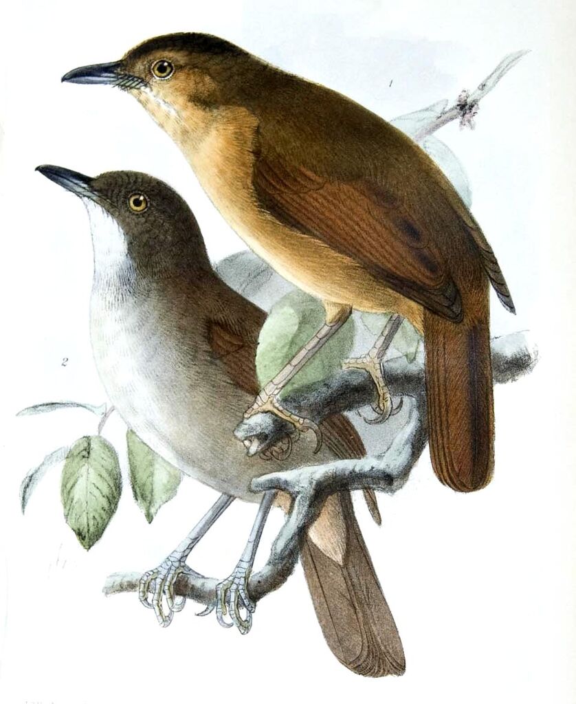 Sulawesi Babbler