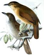 Sulawesi Babbler