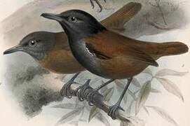 Blue-lored Antbird