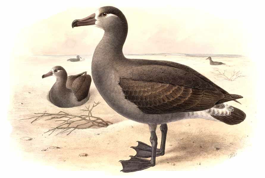 Black-footed Albatross