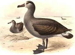 Black-footed Albatross