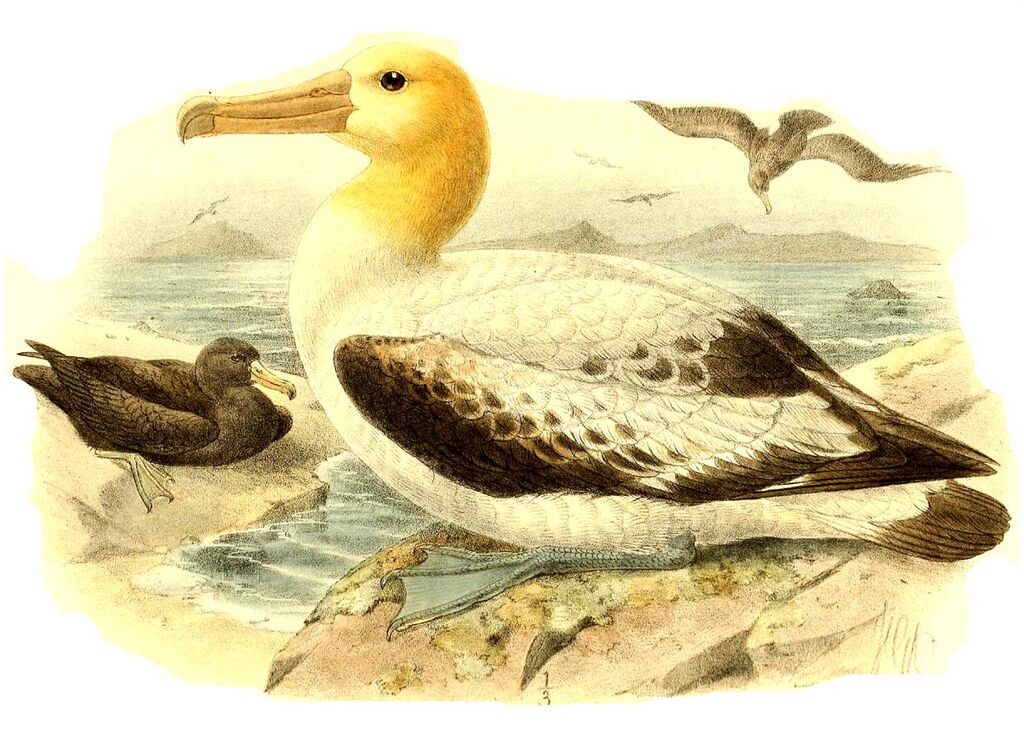 Short-tailed Albatross