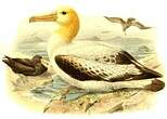 Albatros à queue courte