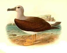 Grey-headed Albatross