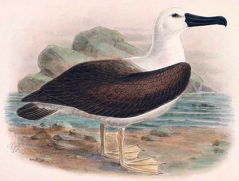 Indian Yellow-nosed Albatross