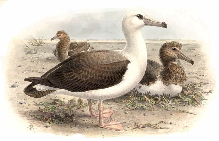 Laysan Albatross