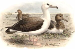 Albatros de Laysan