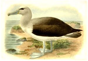 Albatros de Salvin