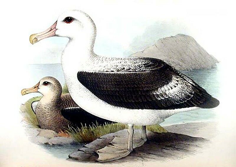 Wandering Albatross