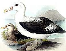 Wandering Albatross