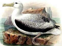 Southern Royal Albatross