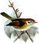 Rufous-winged Fulvetta