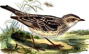 Oriental Skylark