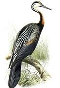 African Darter