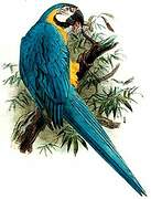 Blue-and-yellow Macaw